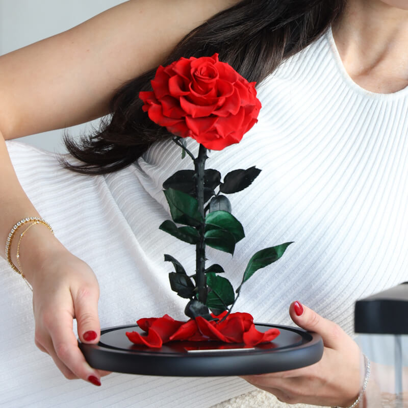 Close-up of preserved red rose with scattered petals on black display base