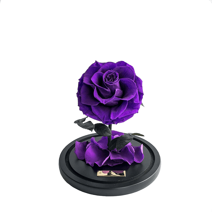 Mini Purple Everlasting Rose