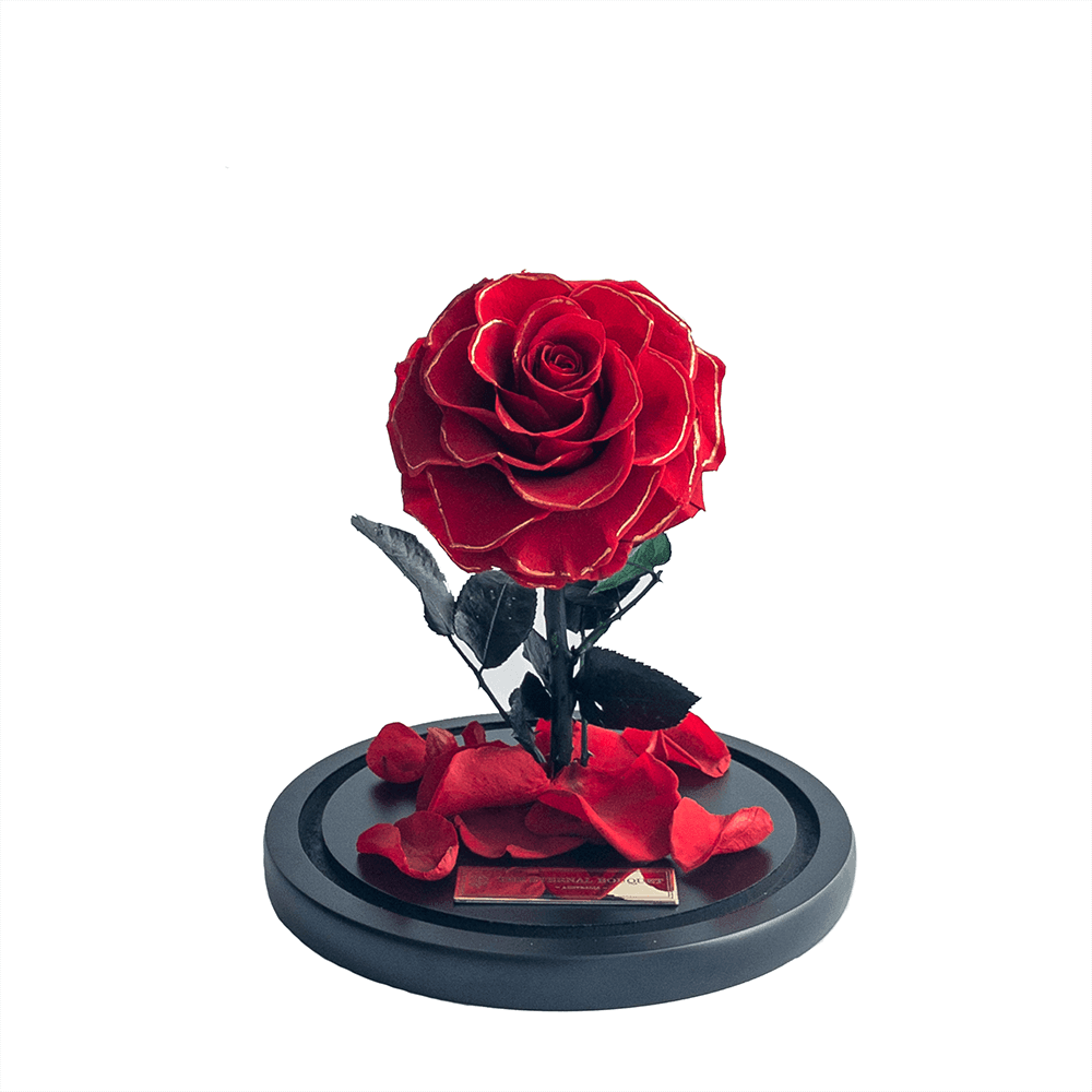 A stunning everlasting red rose with gold-tipped petals, displayed on a modern black base and surrounded by scattered rose petals. This luxurious piece from The Eternal Bouquet is a heartfelt gift that captures timeless elegance—perfect for showing lasting love, celebrating anniversaries, or creating a romantic moment that never fades