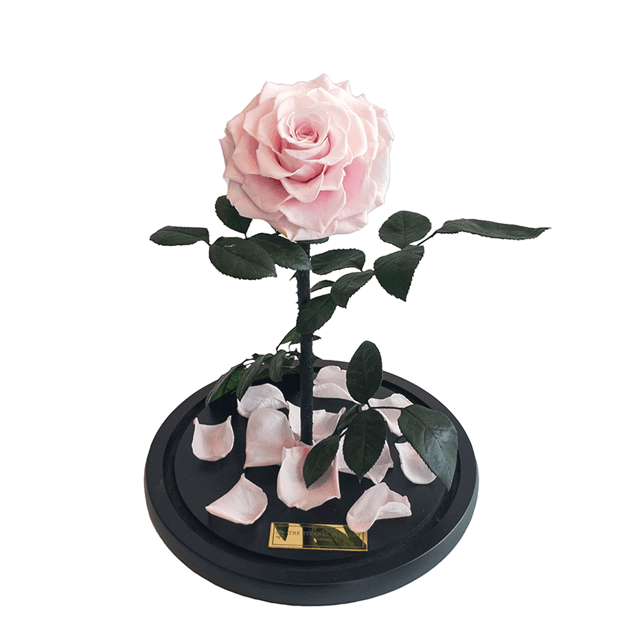 Single everlasting blush pink rose displayed on a black base with scattered petals and lifelike green leaves, crafted by The Eternal Bouquet. A timeless and heartfelt gift that adds a touch of romance and elegance to any space