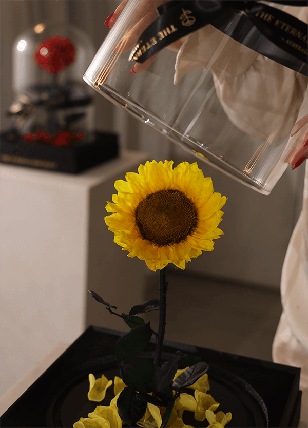 A close-up of an everlasting sunflower arrangement from The Eternal Bouquet being delicately uncovered from its glass dome by a hand with red nails. The vibrant yellow petals and lifelike green leaves rest on a sleek black base, surrounded by scattered sunflower petals. This thoughtful and maintenance-free gift is perfect for brightening up a loved one’s space or marking special occasions with long-lasting cheer. 