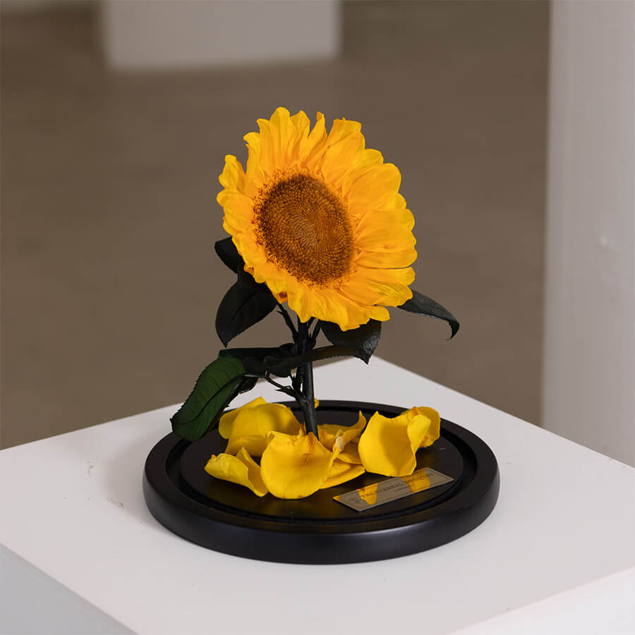 A preserved sunflower elegantly displayed on a black circular base, accented with scattered yellow petals and a gold plaque from The Eternal Bouquet. This timeless floral arrangement makes a thoughtful and cheerful gift, perfect for brightening any space or celebrating a special occasion.