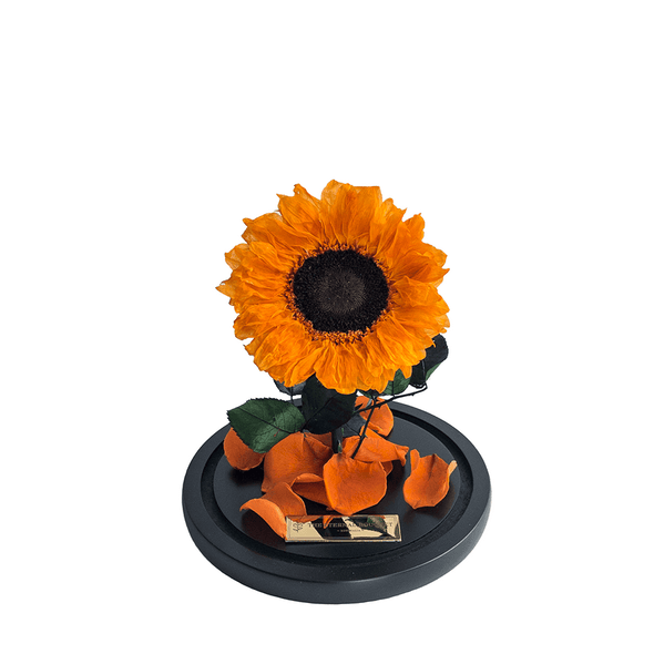 Everlasting Mini Orange Sunflower in a glass dome