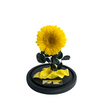 Everlasting Sunflower in a Glass Dome