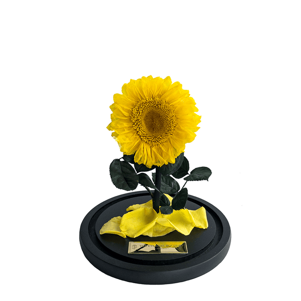 A beautiful everlasting sunflower displayed on a sleek black base, accented with delicate yellow petals and a gold nameplate from The Eternal Bouquet. This vibrant sunflower, symbolizing happiness and warmth, makes an ideal gift to brighten someone's day, celebrate a milestone, or simply show appreciation. Its timeless beauty and lasting quality offer a heartfelt and meaningful way to bring joy to any occasion