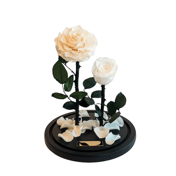 Beige and white forever rose 