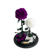2 Everlasting Purple and White roses in a glass dome without glass lid