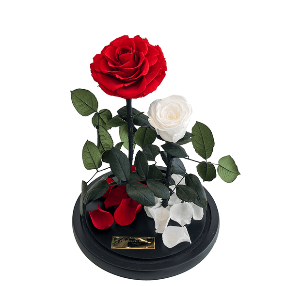 2 Enchanted Everlasting Red and White Rose Dome without a glass lid