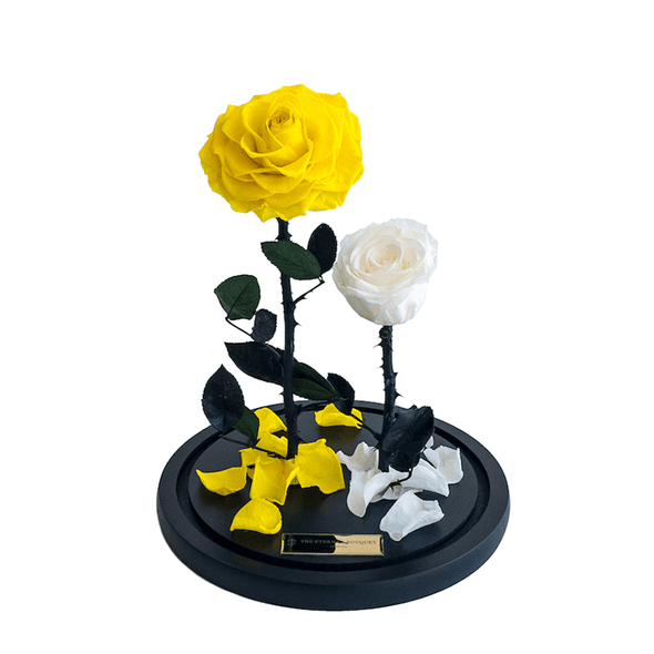 Everlasting Yellow and White Rose 