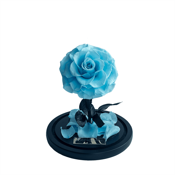 Light Blue Forever Rose