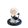 Cream coloured everlasting rose