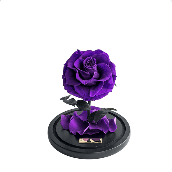 Mini Purple Everlasting Rose 