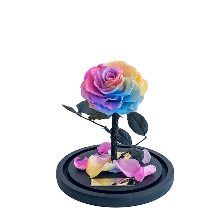 A stunning everlasting rainbow rose standing upright on a sleek black circular base, surrounded by scattered pastel petals. The delicate petals of the rose transition through vibrant shades of pink, purple, blue, and yellow, creating a captivating centerpiece. Makes the perfect gift to present to your partner, family, or friends. 