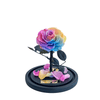 Rainbow Everlasting Rose