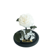 Mini White Everlasting Rose in glass dome without lid