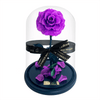 Everlasting Lavender Rose in a glass dome