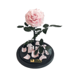 Long Lasting Light Pink Rose in a glass dome without lid