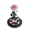 Long Lasting Lilac Rose in a glass dome without lid