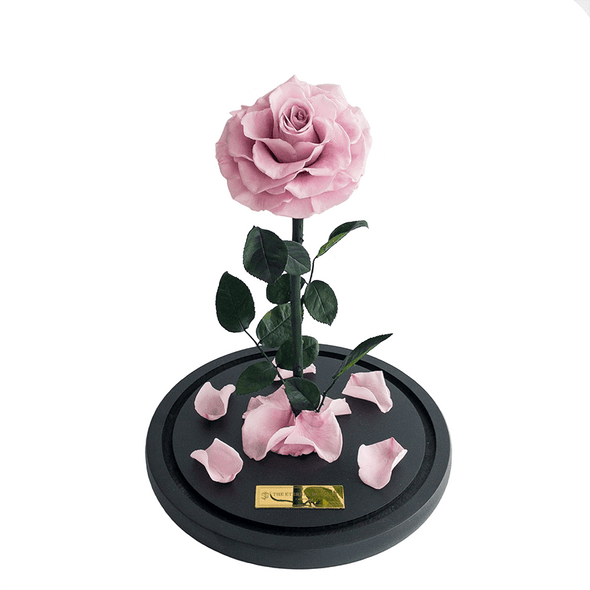Long Lasting Lilac Rose in a glass dome without lid