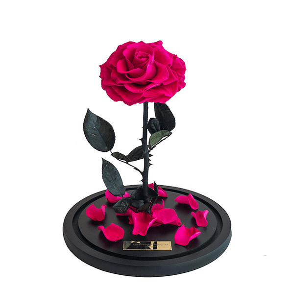Long Lasting Magenta Fuchsia Rose in a glass dome without lid