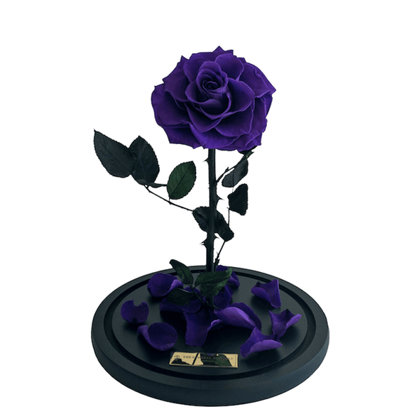 Everlasting Purple Rose in a Glass Dome without lid