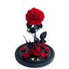 A beautiful large everlasting red rose, presented on a black base with gold-accented branding—a luxurious floral gift for someone special. 