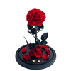 Luxury red everlasting rose 