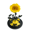 Everlasting Sunflower